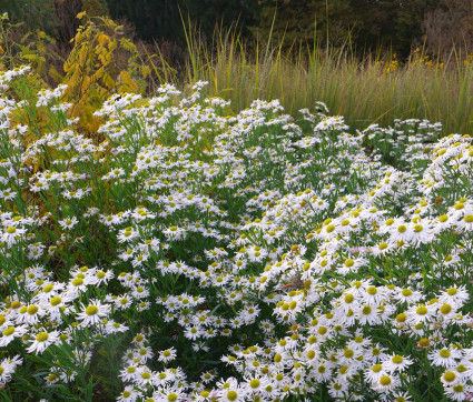 Boltonia asteroides 'Snowbank'