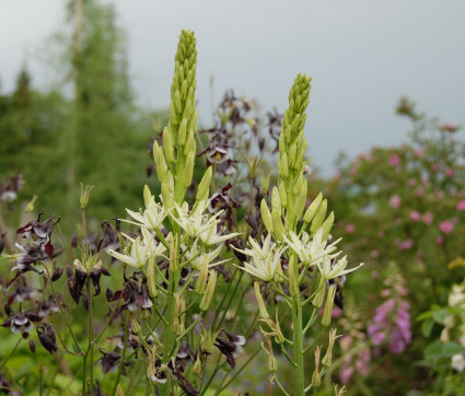 Camassia leichtlinii ssp. leichtlinii 'Alba'