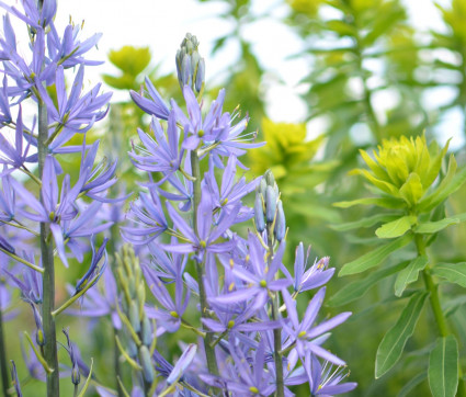 Camassia leichtlinii ssp. suksdorfii 'Caerulea'