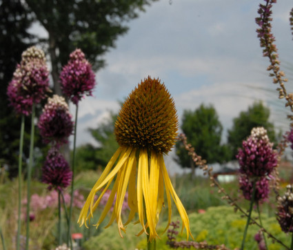 Echinacea paradoxa