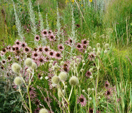 Eryngium yuccifolium