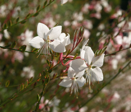 Gaura lindheimeri