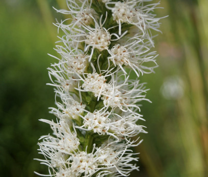 Liatris spicata 'Floristan Weiß'