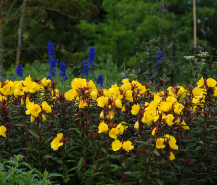 Oenothera tetragona 'Sonnenwende'