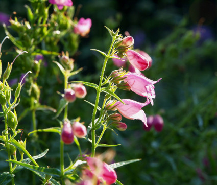 Penstemon x mexicale 'Red Rocks'