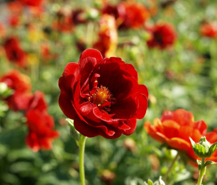 Potentilla x cultorum ‘Arc-en-Ciel’