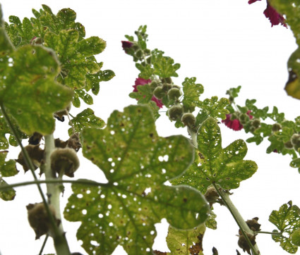 Stockrose von unten