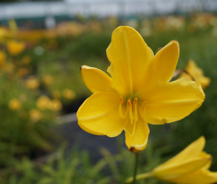 Hemerocallis Hybride 'Rundblick'