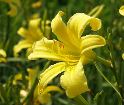 Hemerocallis Hybride 'Augustfreude'