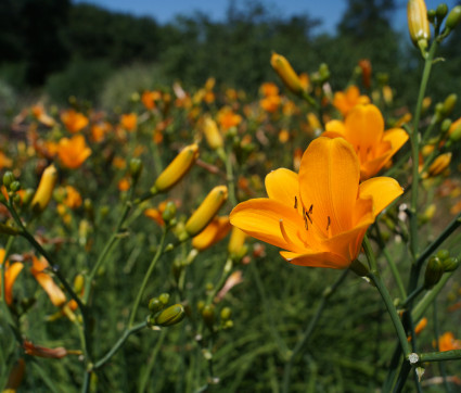 Hemerocallis Hybride 'From China with Love' 