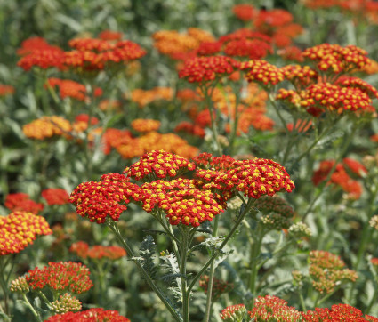 Achillea Filipendulina-Hybride 'Walter Funcke'