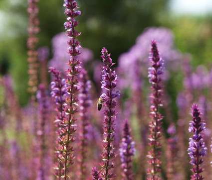 Salvia nemorosa 'Amethyst' 