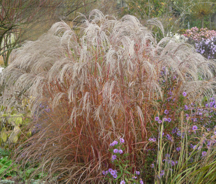 Miscanthus sinensis 'Flamingo' 