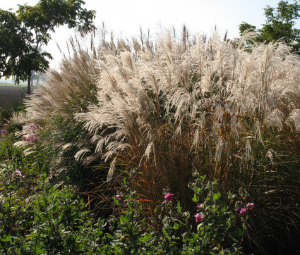 Miscanthus sinensis 'Graziella' 