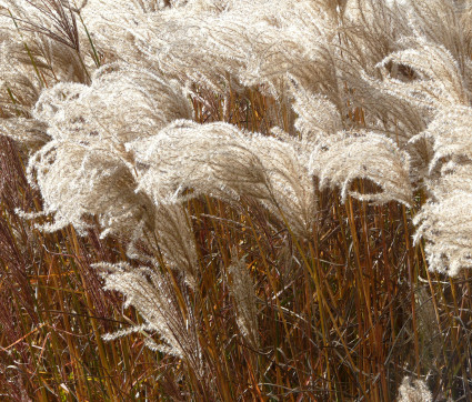 Miscanthus sinensis 'Ferner Osten'