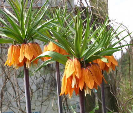 Fritillaria imperialis