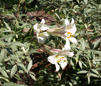 Lilium regale