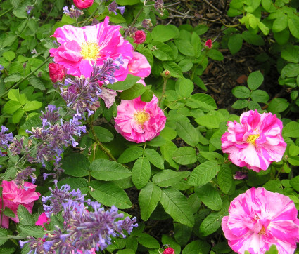 Rosa gallica und Nepeta x faassenii