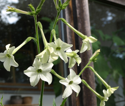 Nicotiana alata