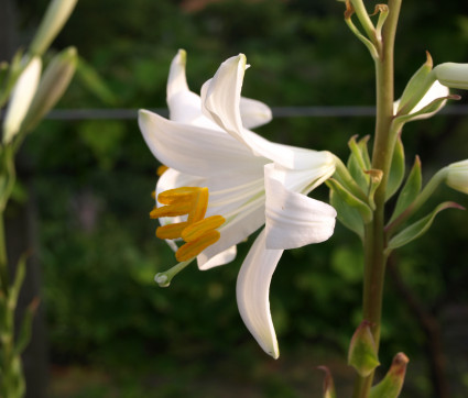 Lilium candidum