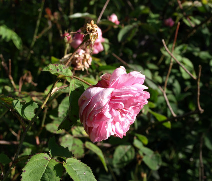 Rosa centifolia