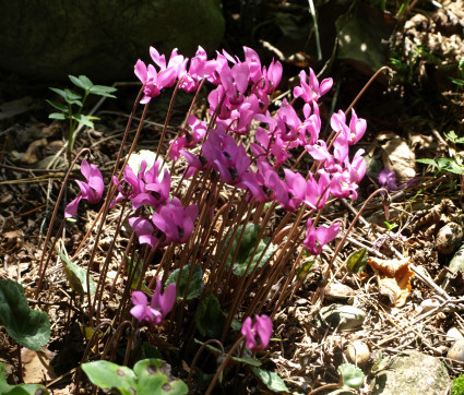 Cyclamen purpurascens