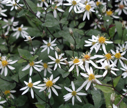 Aster divaricatus 'Tradescant' 