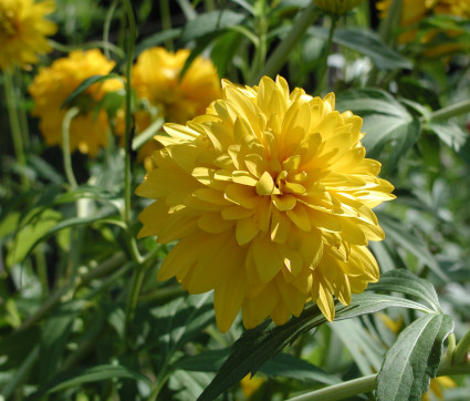 Rudbeckia laciniata 'Goldball'