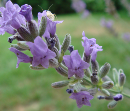 Lavendelblüte