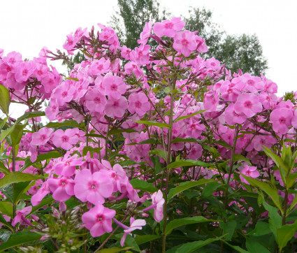 Phlox amplifolia 'Minnehaha' – Großblatt-Phlox