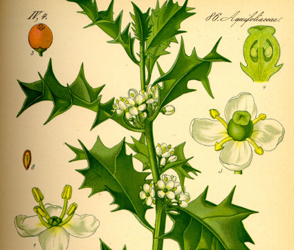 Ilex aquifolium