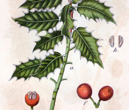 Ilex aquifolium