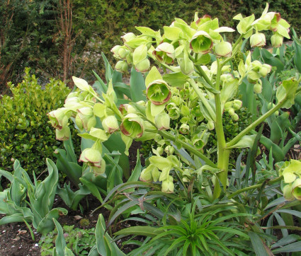 Helleborus foetidus