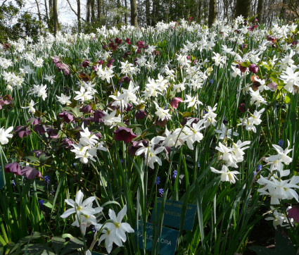 Helleborus Orientalis-Hybride 'Red Lady' mit Narcissus 'Thalia'