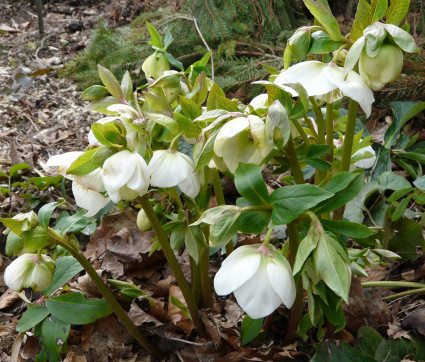 Helleborus Orientalis-Hybride 'White Lady'