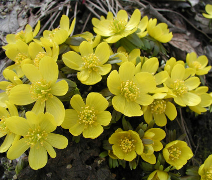 Eranthis hyemalis