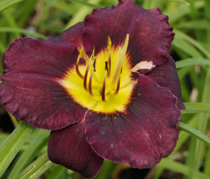  Hemerocallis Hybride 'Bela Lugosi'