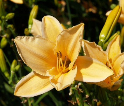 Hemerocallis Hybride 'Melonencocktail'