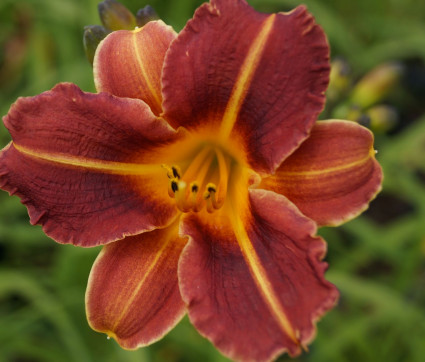 Hemerocallis Hybride 'Pfennigparade' 