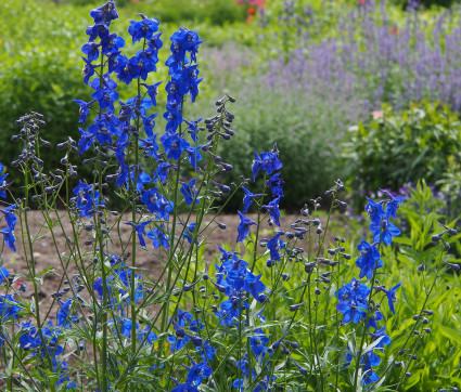 Delphinium Belladonna-Hybride 'Atlantis'