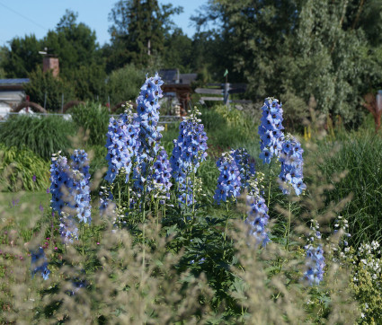 Delphinium Elatum-Hybride 'Merlin'