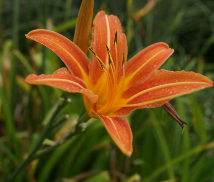 Hemerocallis fulva