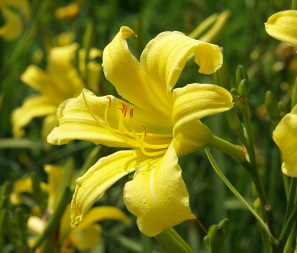 Hemerocallis Hybride 'Augustfreude'