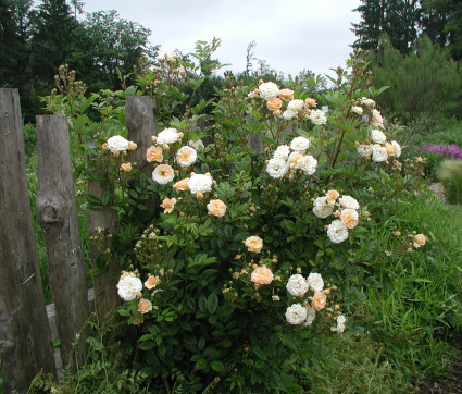 Rosa 'Ghislaine de Féligonde'