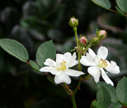 Rosa multiflora nana