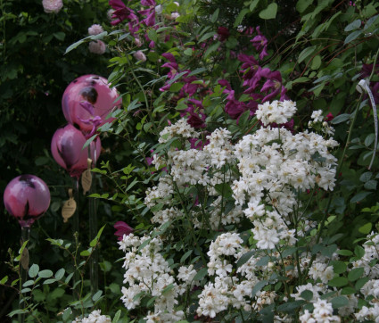 Rosa multiflora nana