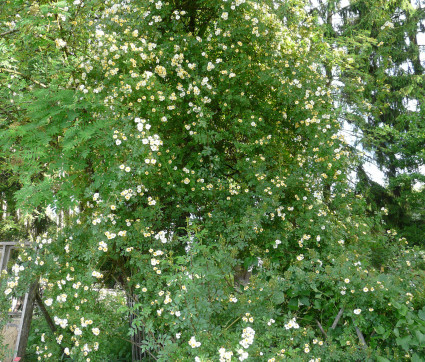 Rosa 'Goldfinch'