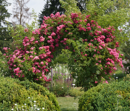 Rosa 'Maria Lisa'