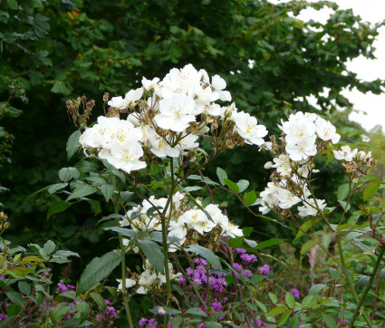 Rosa 'Darlow's Enigma' 