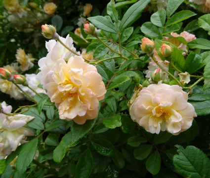 Rosa 'Ghislaine de Féligonde'